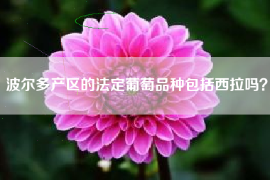波尔多产区的法定葡萄品种包括西拉吗？